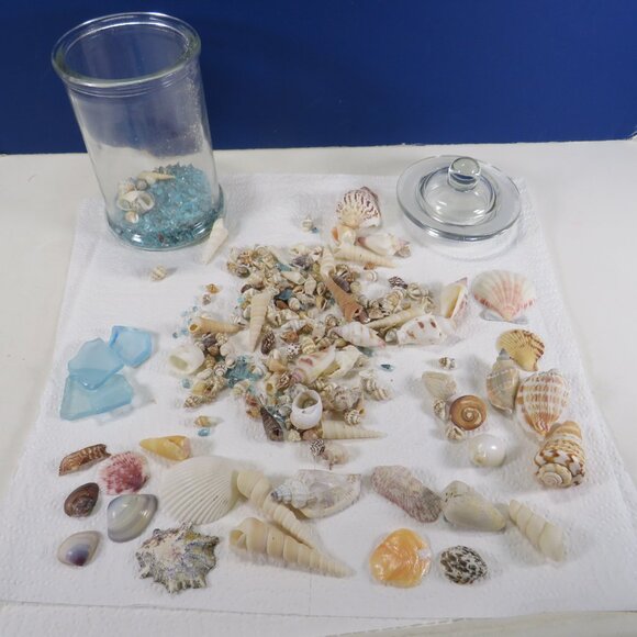 REAL sea shells in a New Glass Jar w seal & lid 5.75" tall (1+ pounds) - Picture 2 of 14